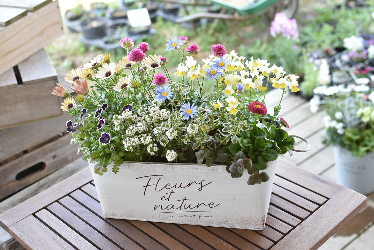 3月の寄せ植え便の内容例 – 風の丘ガーデン