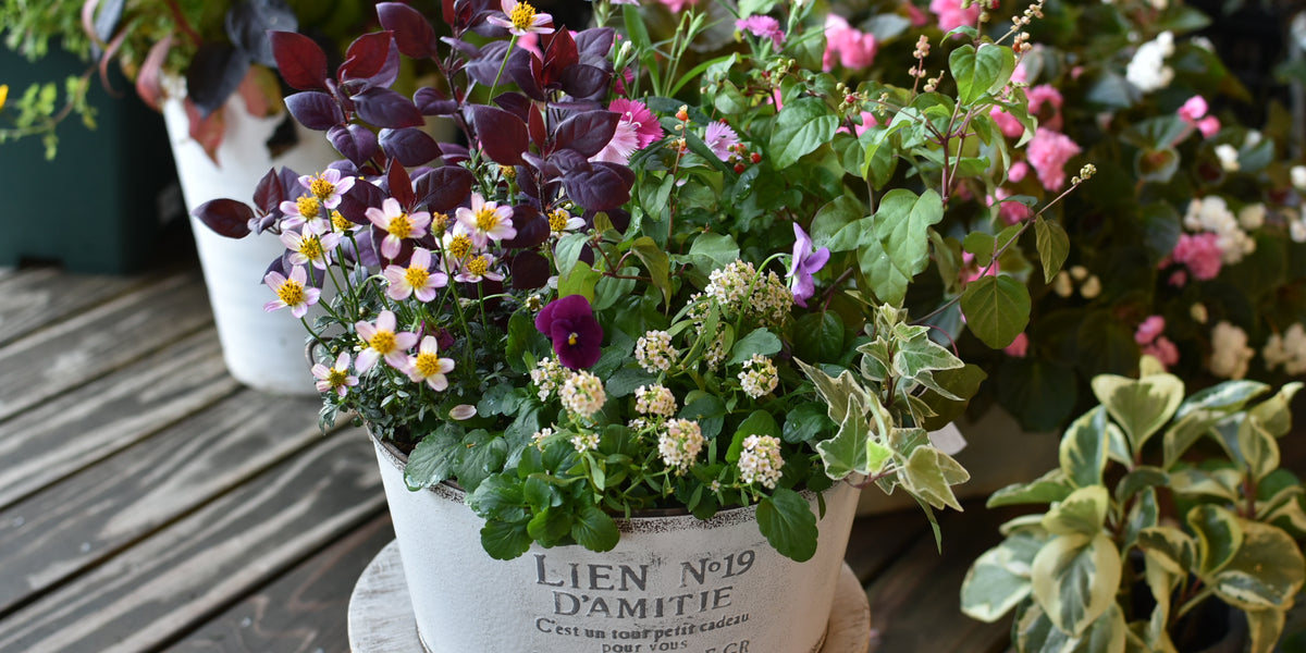 寄植え DSC_0040_1200x600_crop_center.