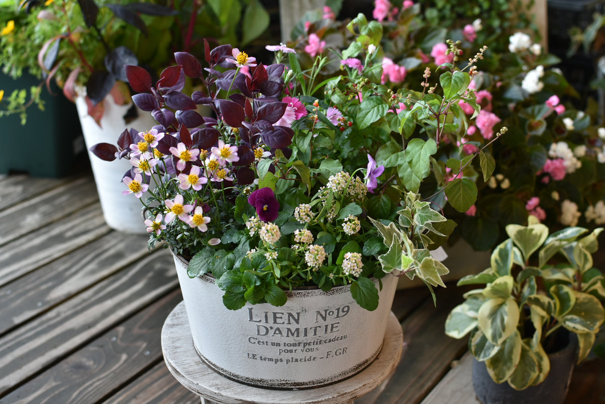 10月の寄せ植え便の内容例 – 風の丘ガーデン