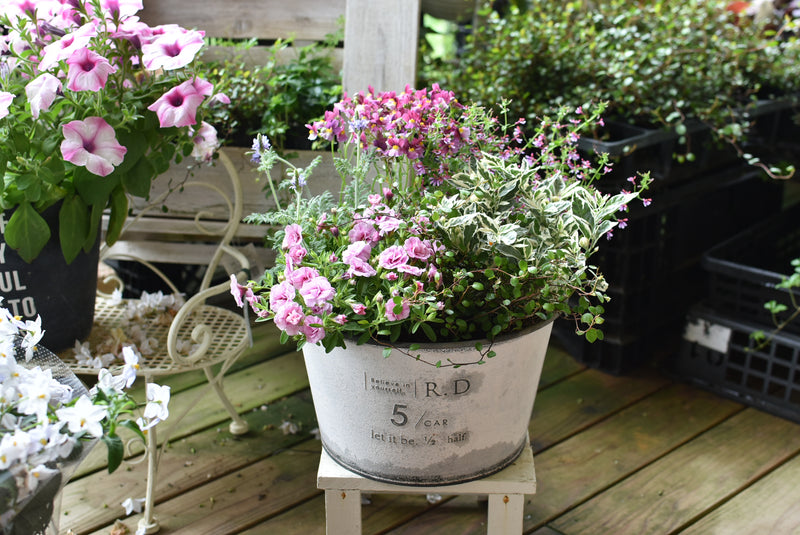 k_s　寄せ植え各種 5月の寄せ植え便内容例 – 風の丘ガーデン