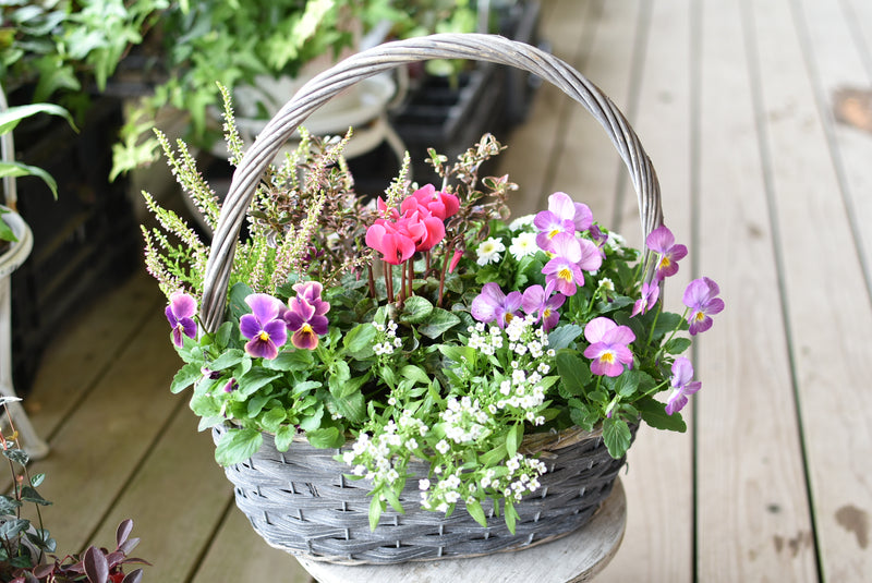 DSC_0480_800x800.jpg?v=1637155091